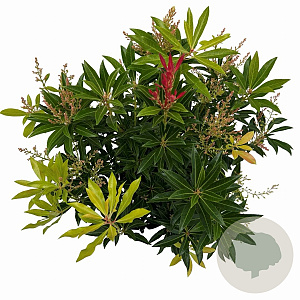 Pieris 'Forest Flame' 25-30 cm 3,0L