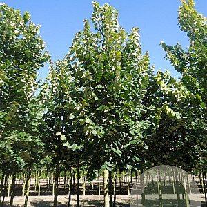 Tilia tomentosa 'Brabant' 14-16 HO Cocoskluit