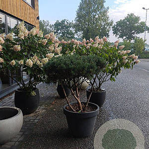 Pinus sylv. 'Watereri' 80-100 cm container meerstammig