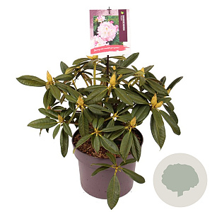 Rhododendron 'Brigitte' 25-30 cm 5,0L