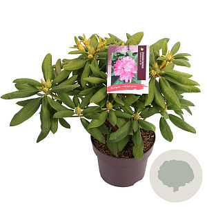 Rhododendron 'Catharine van Tol' 30-40 cm 5,0L