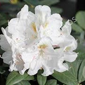 Rhododendron (Y) 'Porzellan' 50-60 cm 13L