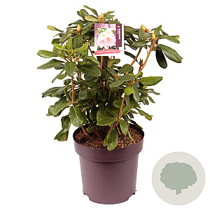 Rhododendron 'Scintillation' 50-60 cm 13L