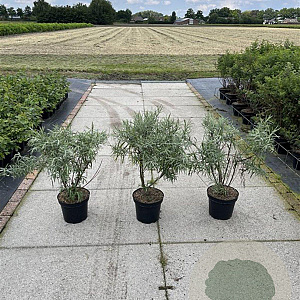 Salix elaeagnos 'Angustifolia' 40-60 cm 7,5L