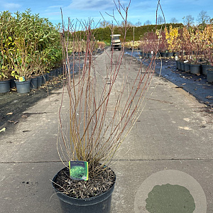 Salix purpurea 'Nana' 60-80 cm 7,5L