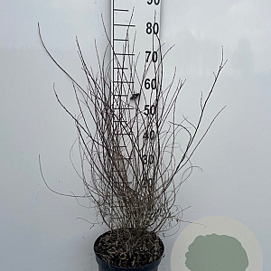 Salix purpurea 'Nana' 60-80 cm 7,5L