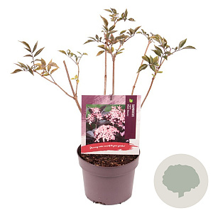 Sambucus nigra Black Beauty 40-50 cm 3,0L