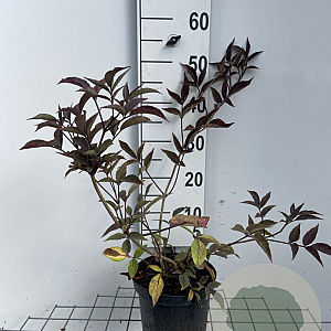 Sambucus nigra Black Beauty 40-50 cm 3,0L