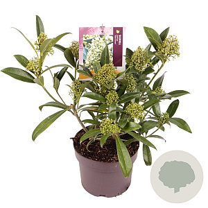 Skimmia confusa 'Kew Green' 30-40 cm 3,0L