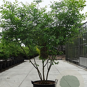 Zelkova serrata 250-300 cm cont. 150L meerstammig