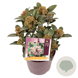 Skimmia j. Pink Dwarf GM P13