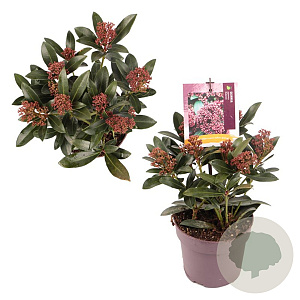 Skimmia j. Rubesta GM P13