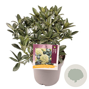 Skimmia j. White Globe 25-30 cm 3,0L