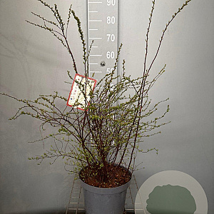 Spiraea cinerea 'Grefsheim' 60-80 cm 7,5L