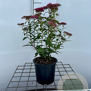 Spiraea jap. 'Dart's Red' 30-40 cm C1.3