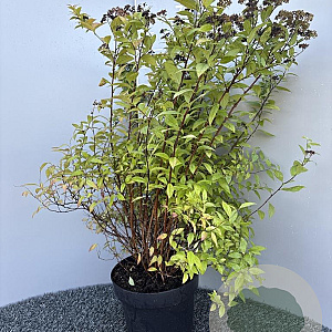 Spiraea jap. 'Goldflame' 60-80 cm 5,0L
