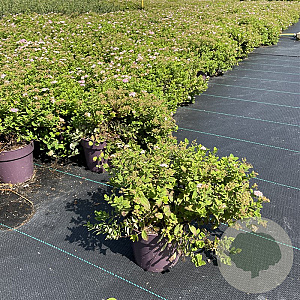 Spiraea jap. 'Little Princess' 15 cm P13