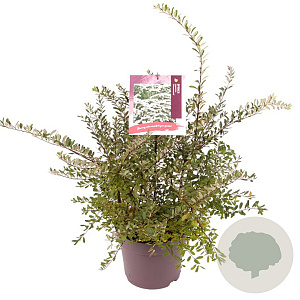 Spiraea nipp. 'Snowmound' 40-50 cm 7,5L