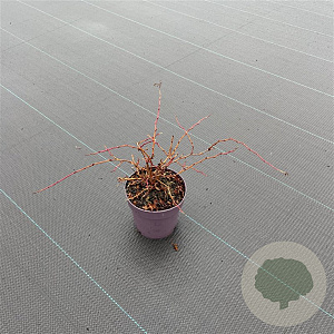 Stephanandra incisa 'Crispa' 15-20 cm P13