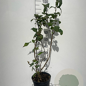 Syringa vulgaris 80-100 cm 7,5L