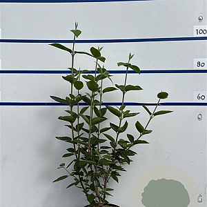 Viburnum lantana 80-100 cm 7,5L