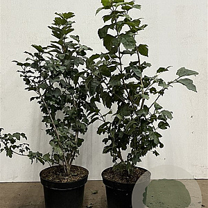Viburnum opulus 60-80 cm 7,5L