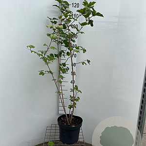 Viburnum opulus 100-125 cm 7,5L