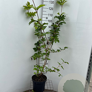 Viburnum opulus 125-150 cm 7,5L