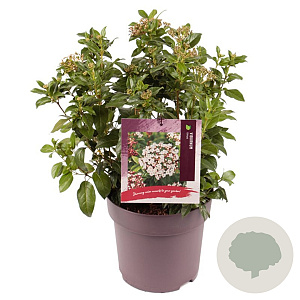 Viburnum tinus 40-45 cm 10L