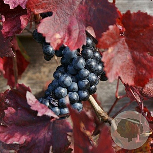 Vitis vinifera 'Purpurea' 80-100 cm P7