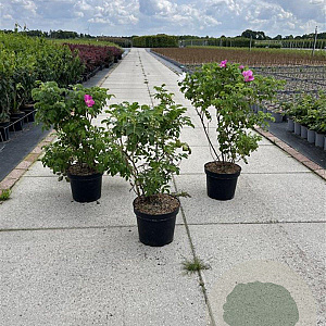 Rosa rugosa 40-60 cm 7,5L