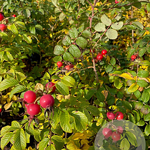 Rosa rugosa 60-80 cm 7,5L