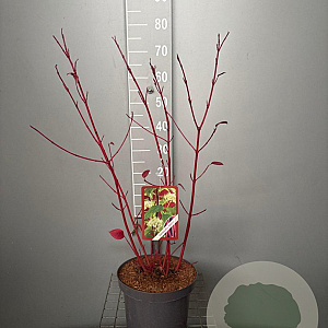 Cornus alba 'Sibirica' 60-80 cm 7,5L