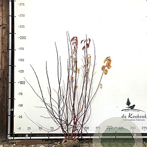 Cornus alba 'Sibirica' 175-200 cm met kluit