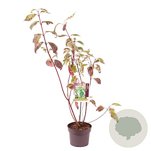 Cornus alba 'Sibirica Variegata' 40-50 cm 3,0L