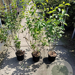 Cornus sanguinea 100-125 cm 5,0L