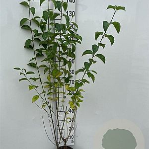 Cornus sanguinea 100-125 cm 5,0L