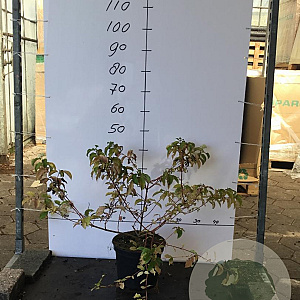 Cornus sang. 'Winter Beauty' 60-80 cm 7,5L