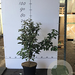 Elaeagnus ebbingei 70-80 cm 7,5L