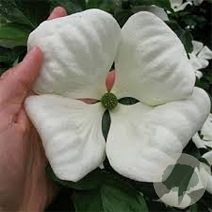 Cornus Venus 300-350 cm cont. 230L meerstammig
