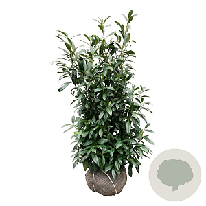 Prunus l. 'Herbergii' 100-125 cm met kluit