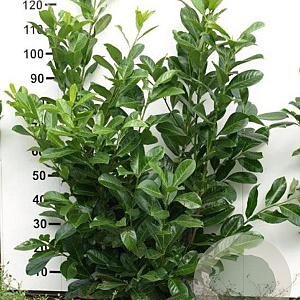 Prunus l. 'Novita' 100-125 cm met kluit