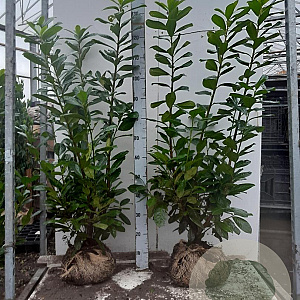 Prunus l. 'Novita' 100-125 cm met kluit