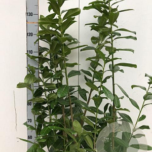 Prunus l. 'Novita' 100-125 cm met kluit