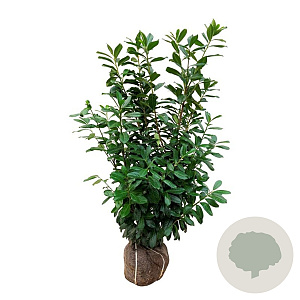 Prunus l. 'Novita' 125-150 cm met kluit