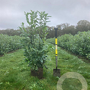 Prunus l. 'Novita' 125-150 cm met kluit