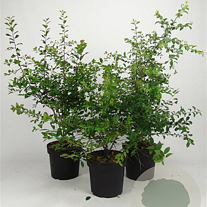 Prunus spinosa 60-80 cm 7,5L