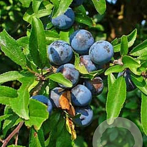 Prunus spinosa 60-80 cm 12L