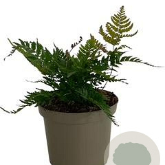 Dryopteris erythrosora GM 2,0L