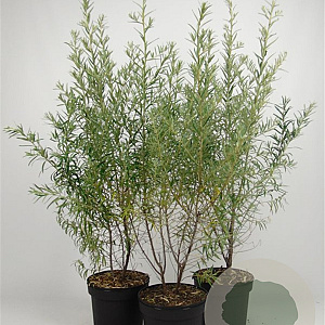 Hippophae rhamnoides 80-100 cm 7,5L